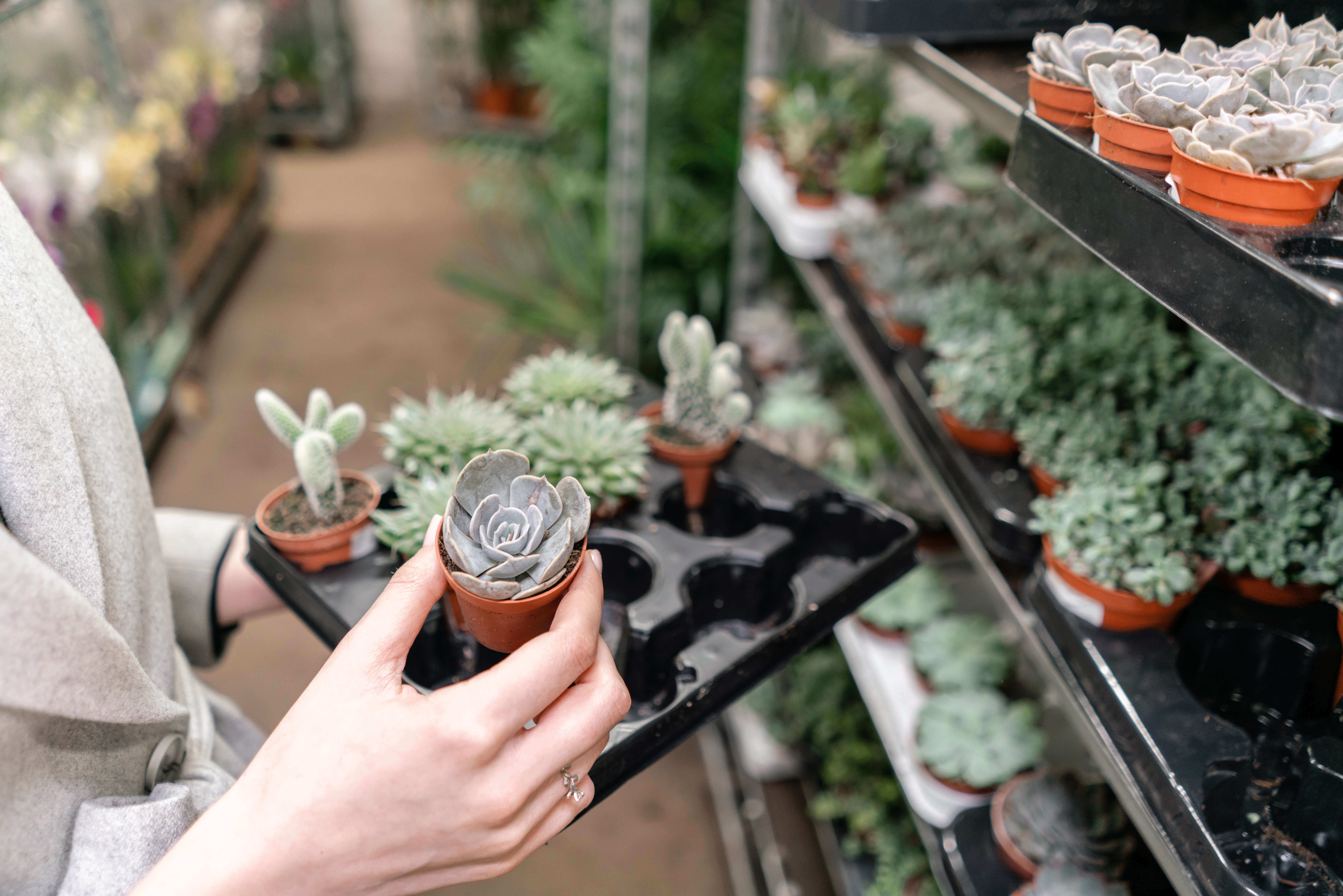 person placing succulent on shelf at garden store